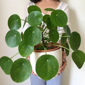 Pilea Pepermiodes baby